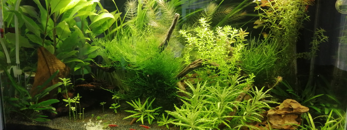 aquarium Favennec