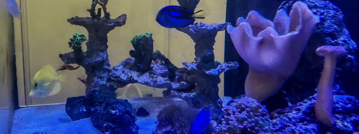 aquarium Recifal
