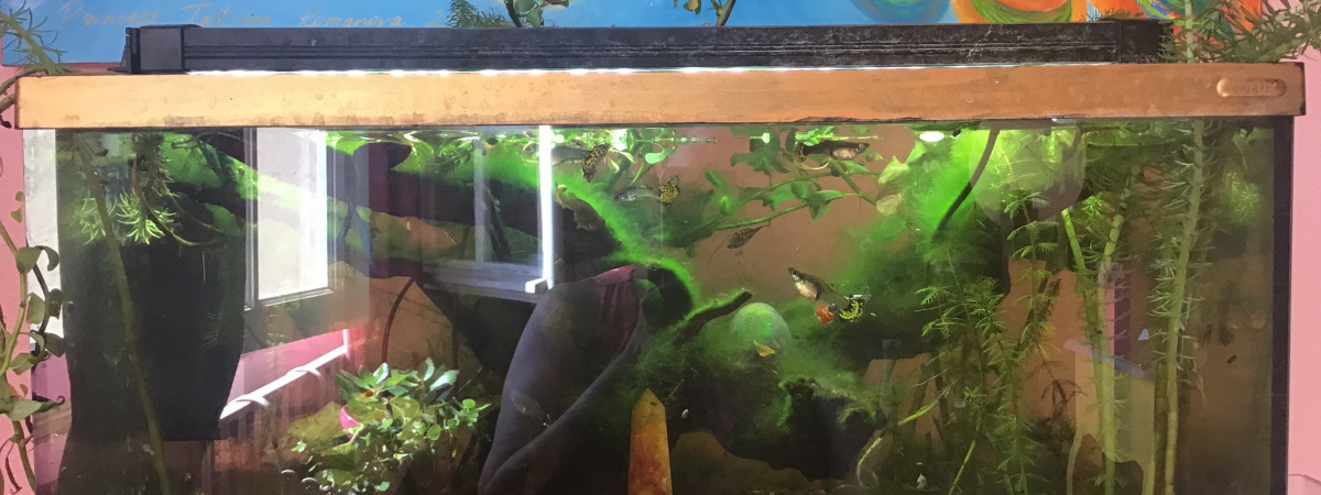aquarium Tatian Amazonienne