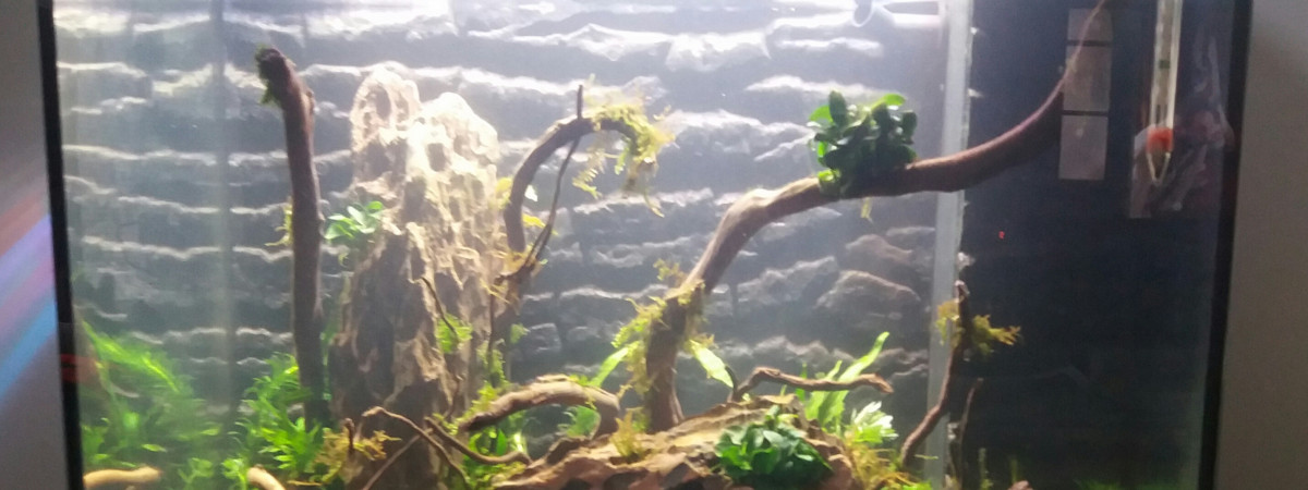 aquarium Mon tout 1er aquarium