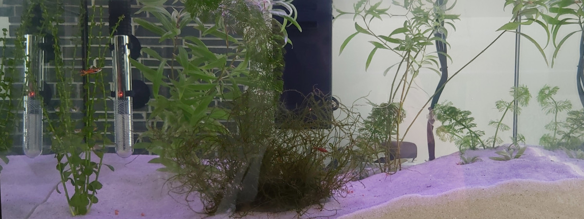 aquarium Aquarium crevettes