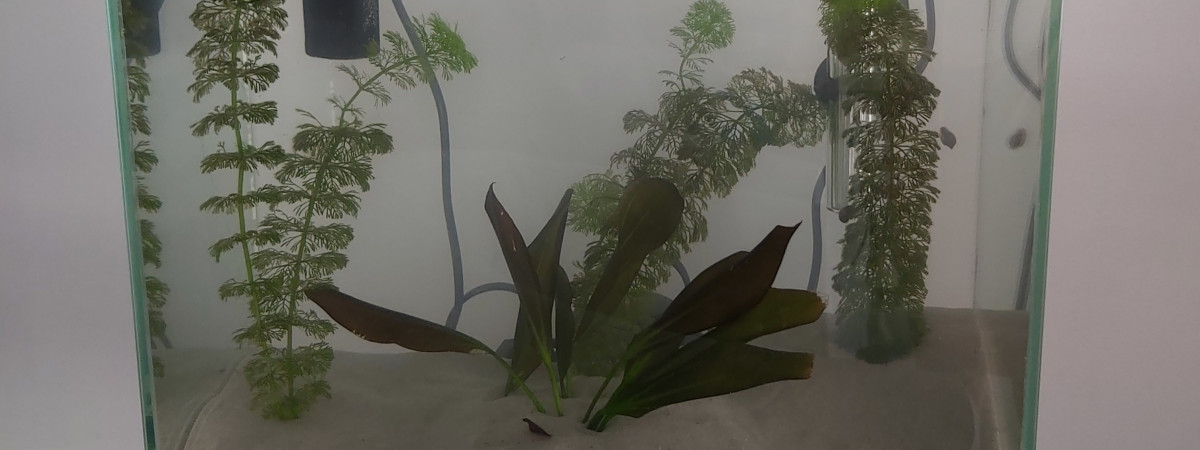 aquarium Nuserie