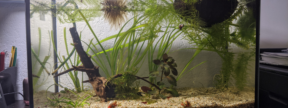 aquarium Crecre
