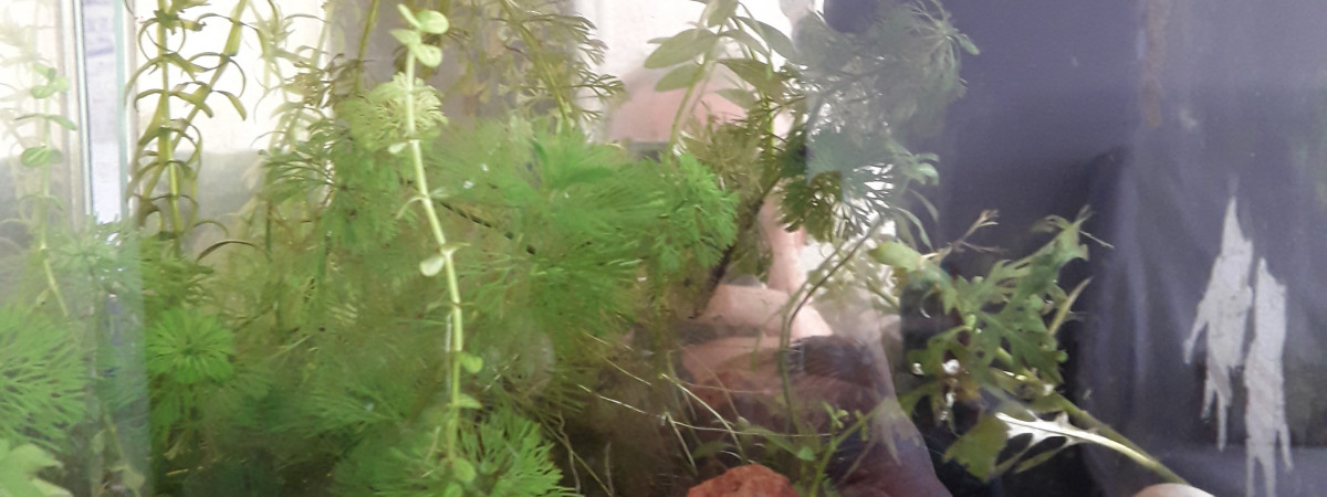 aquarium Combattant