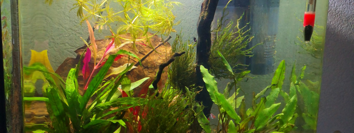 aquarium Nano 30l