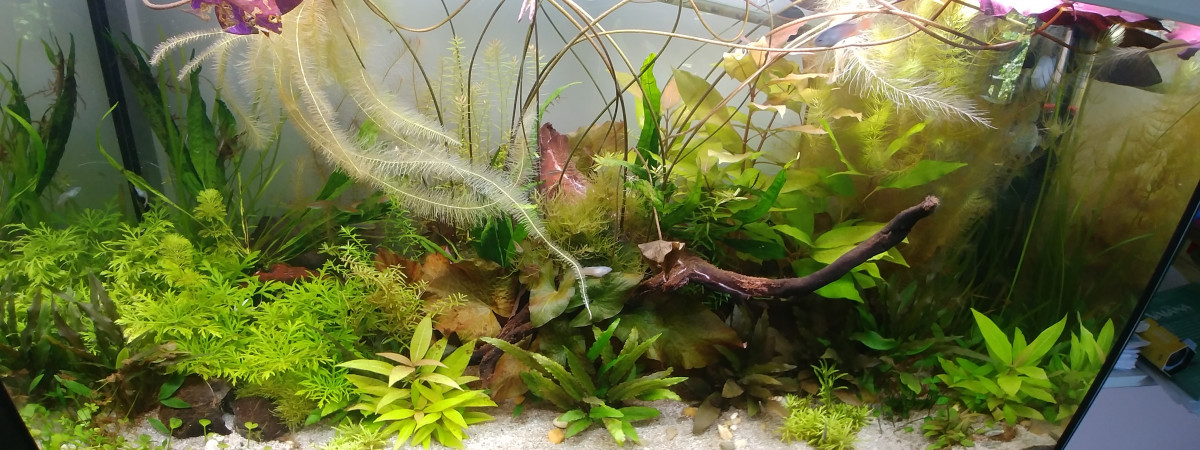 aquarium Communautaire