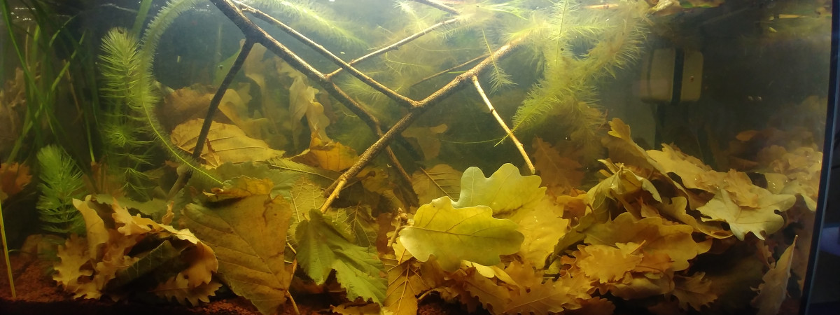 aquarium Rubra