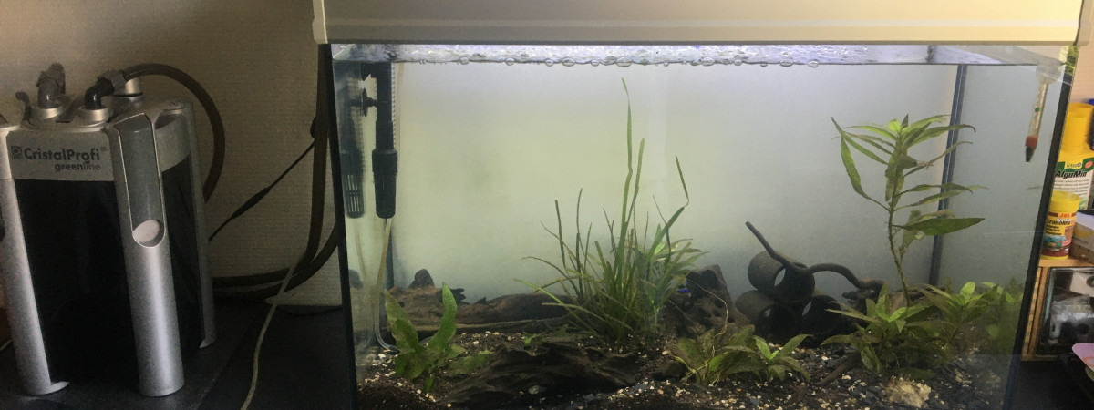aquarium 150L Thême japonais