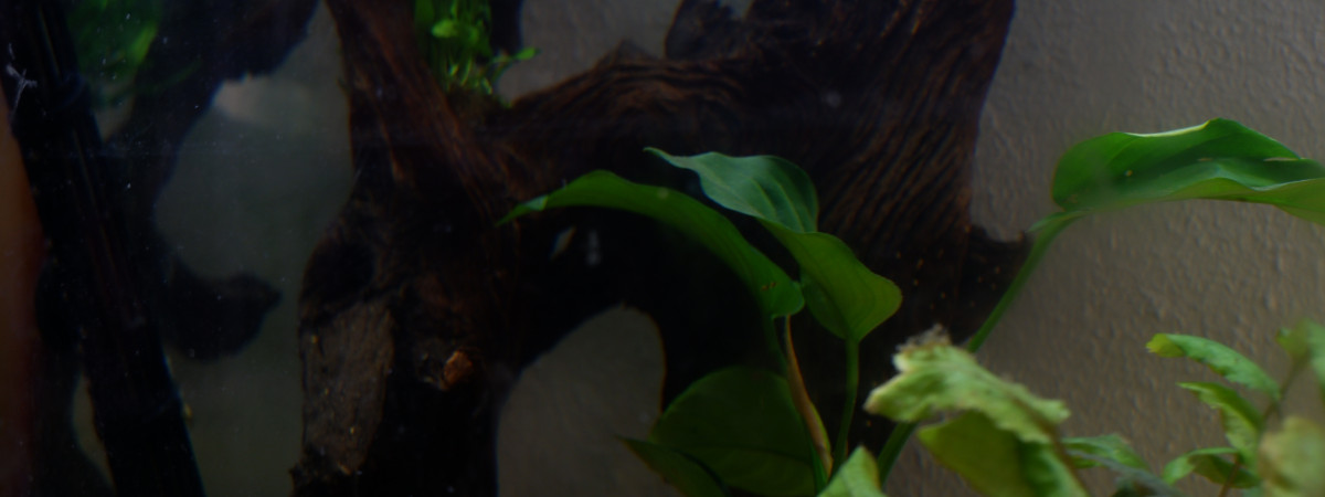 aquarium Amérique du Sud