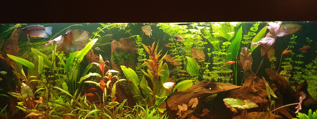 aquarium 450L brut