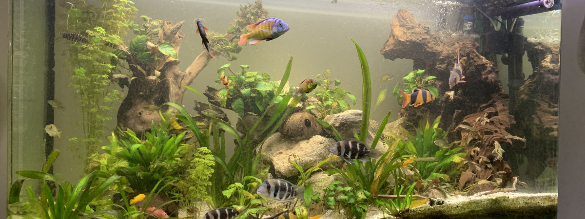 aquarium Osaka 320
