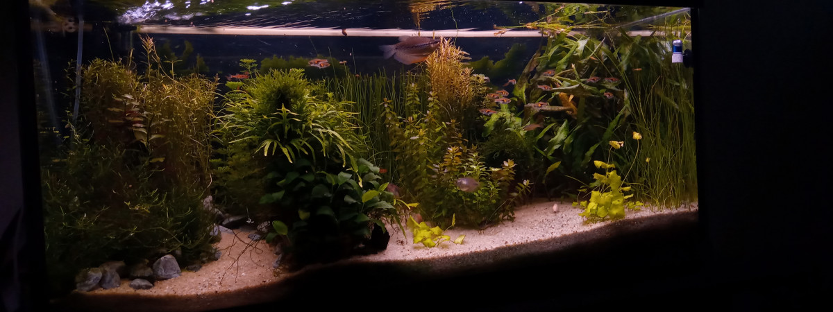aquarium 180l