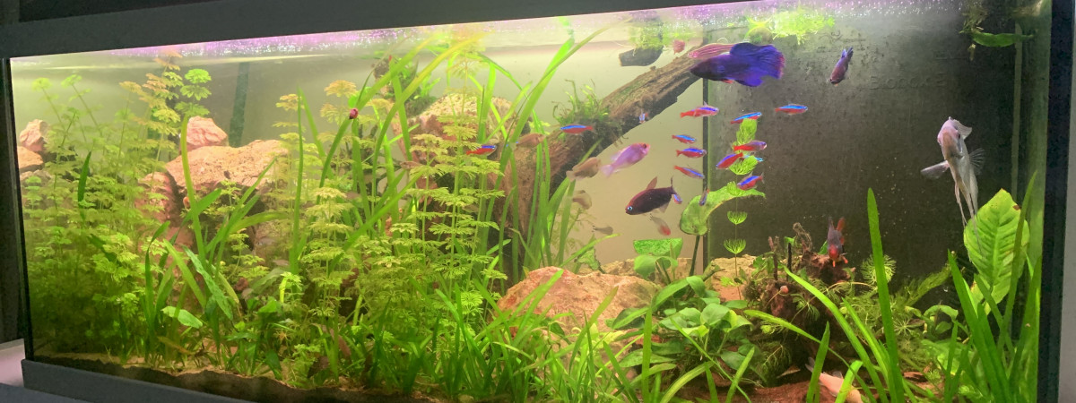 aquarium Aquatlantis 180
