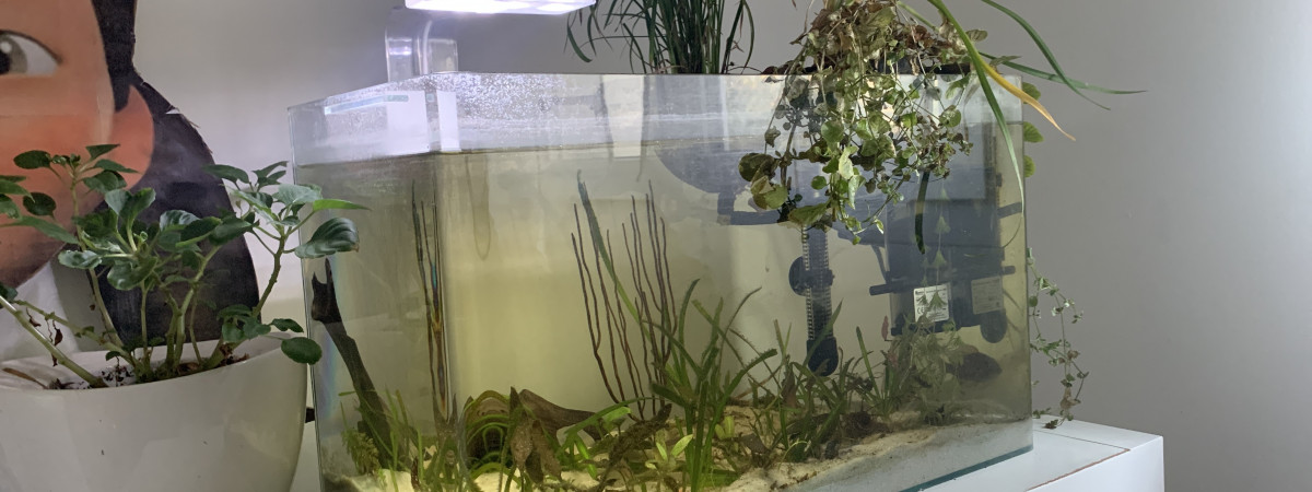 aquarium Clear 50 Bac Maternité