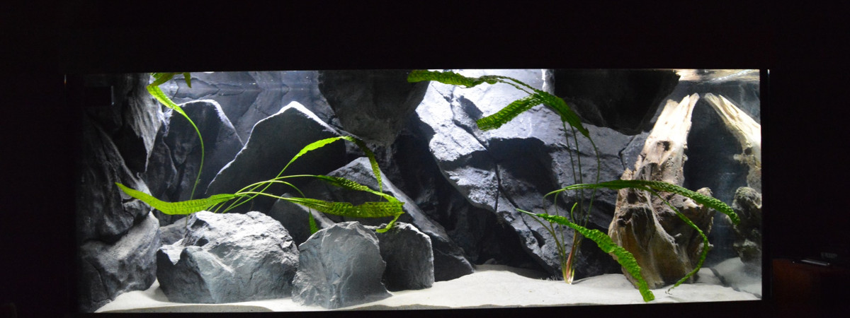 aquarium Tanganyika 325