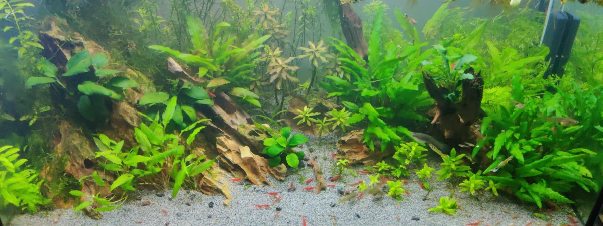 aquarium 60x30