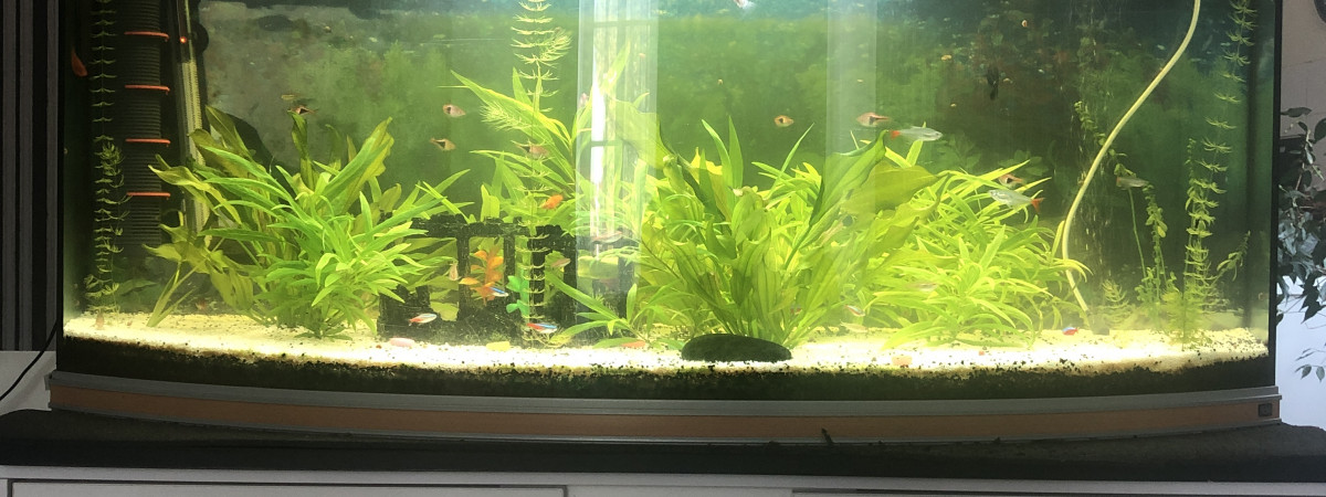 aquarium Aquarium victoria