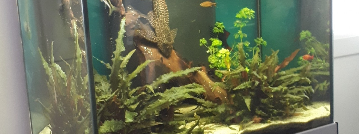 aquarium Bac communautaire 100 L