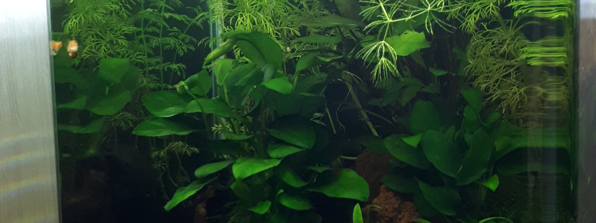 aquarium Bac crevettes et microfish