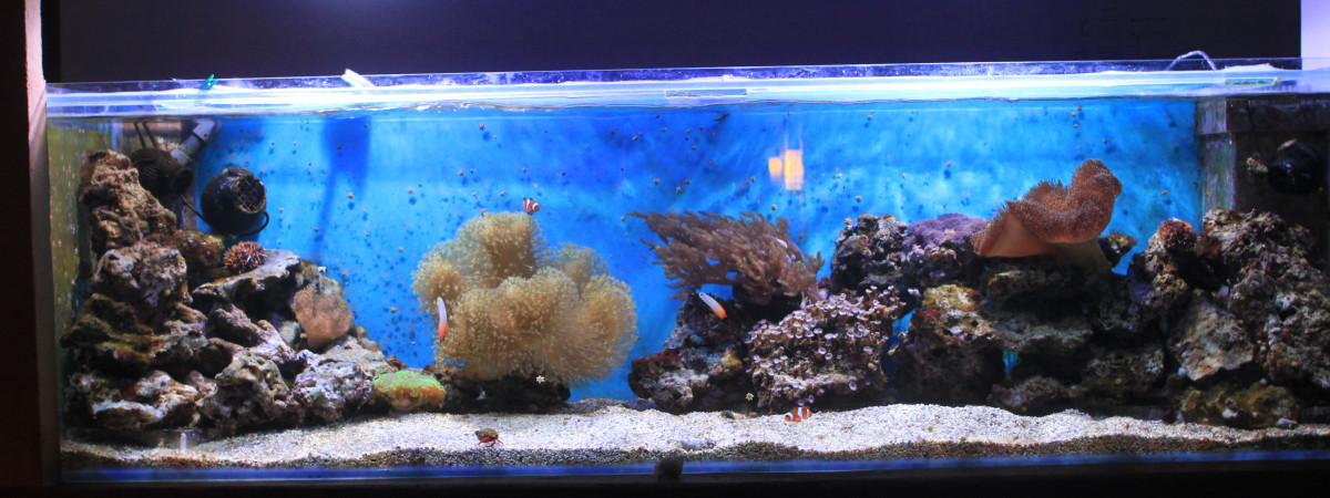 aquarium mon premier