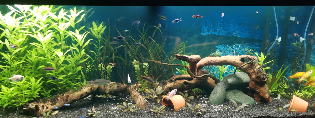 aquarium Juwel rio 240