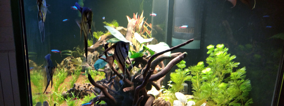 aquarium Eheim incpiria 400