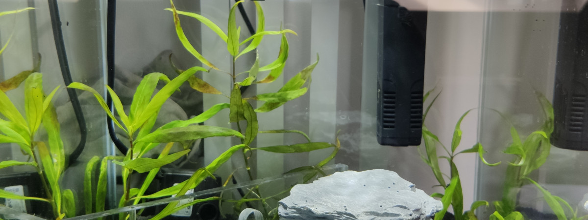 aquarium Spécifique crevette