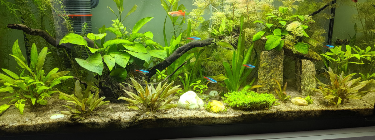 aquarium Communautaire