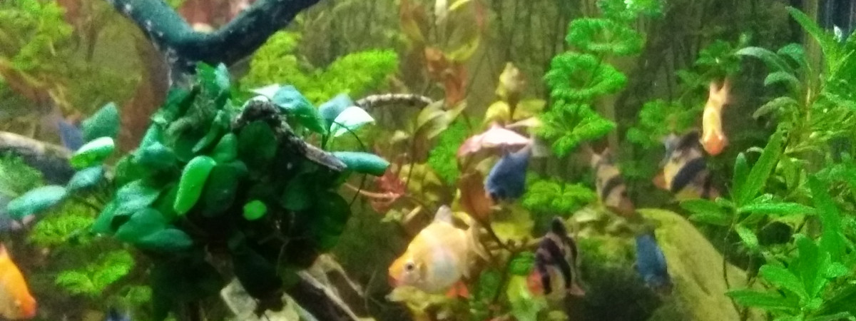 aquarium Utopia