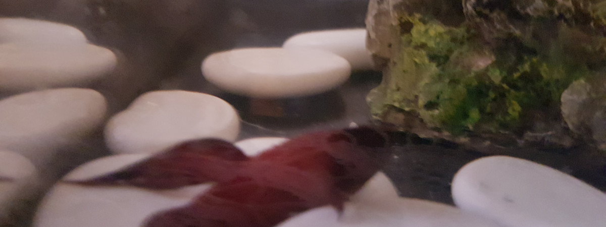 aquarium Aquarium poisson combattant