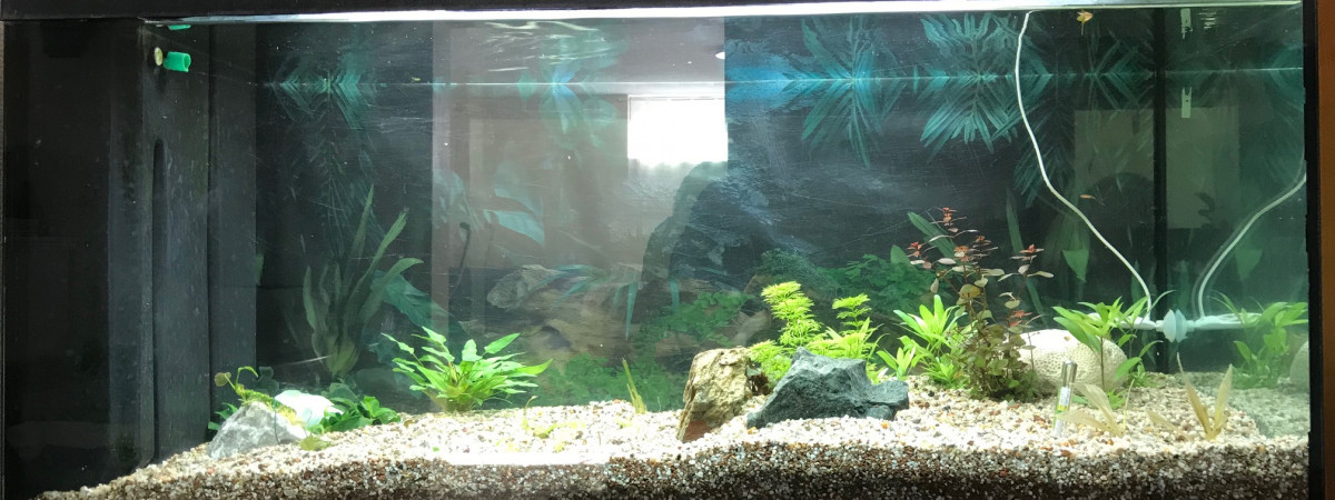 aquarium amazonien