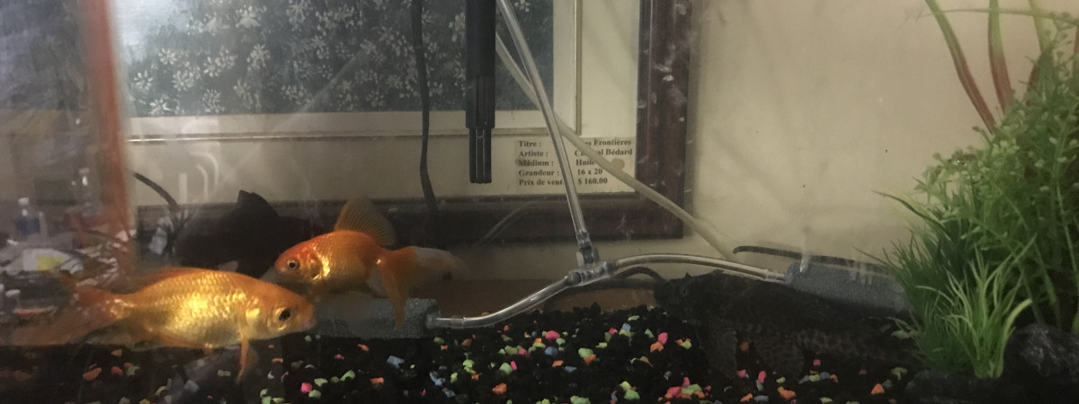 aquarium Neo glow