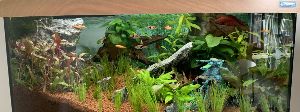 aquarium Hélicoptère Crash