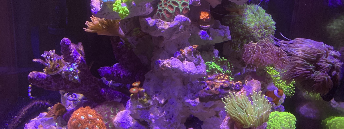 aquarium reefer XL200