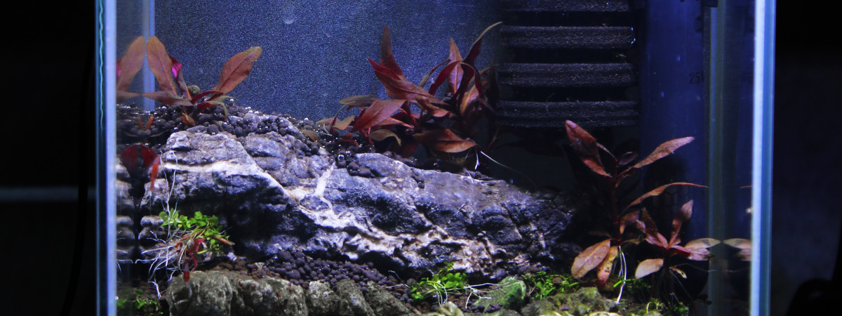 aquarium Le nid