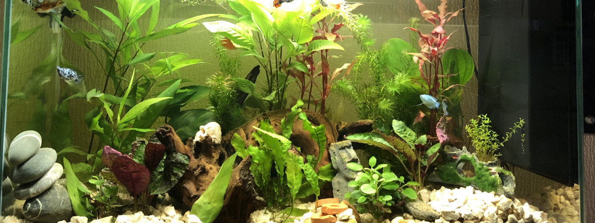 aquarium Premier communautaire