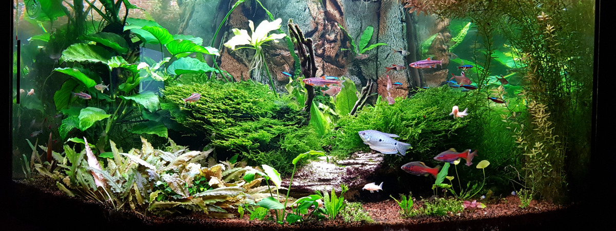 aquarium 350 Juwel Trigon