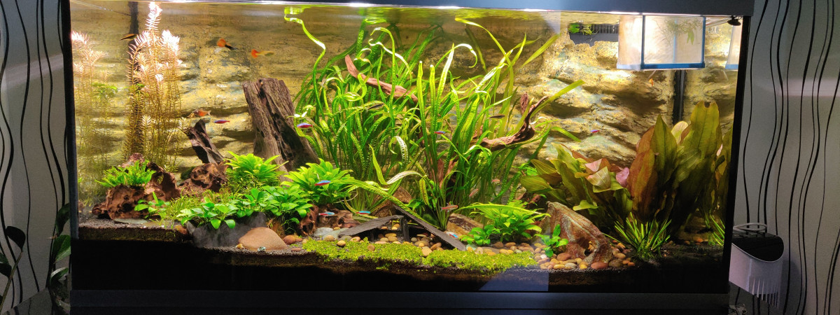aquarium Amazonien