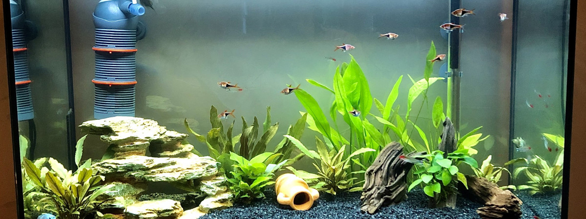 aquarium Aquarium naturel