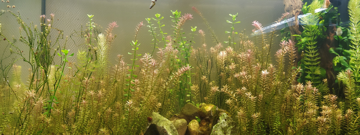 aquarium 120 L blanc