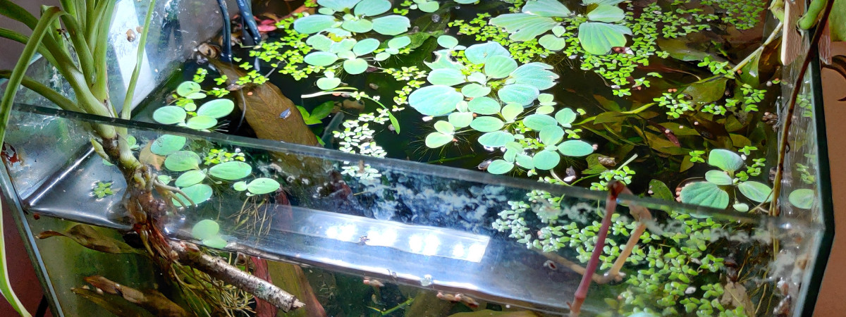 aquarium Mataiva