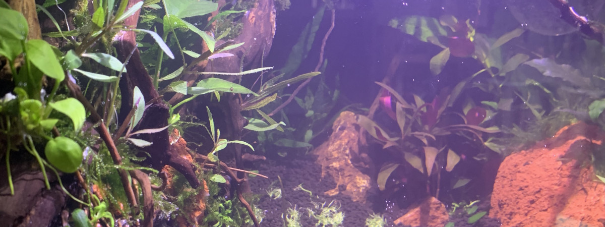aquarium Nano 55L