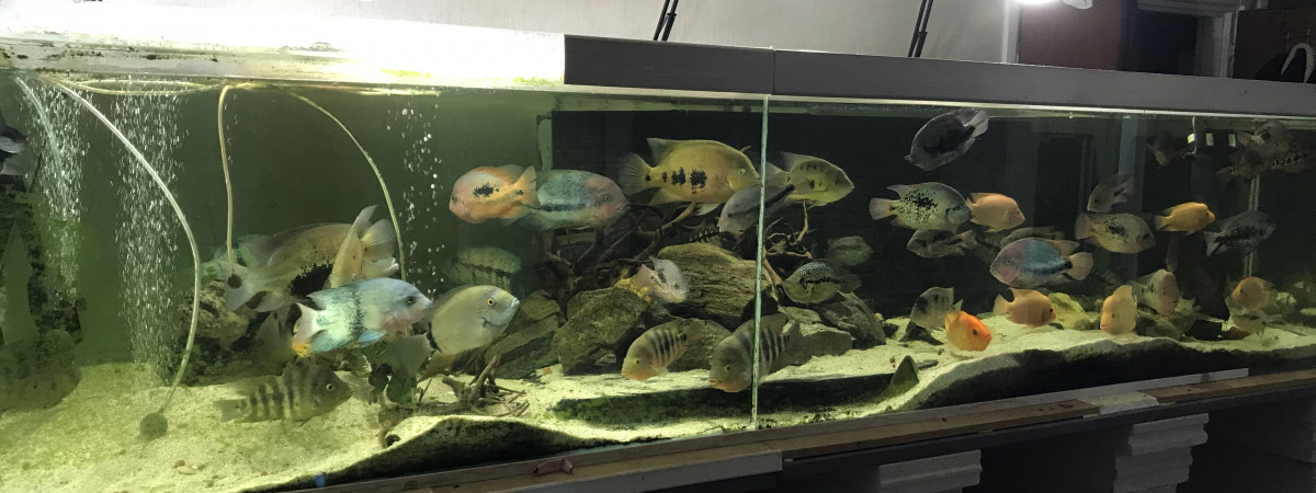 aquarium amc