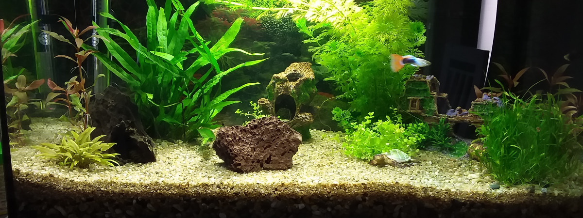 aquarium 1 er