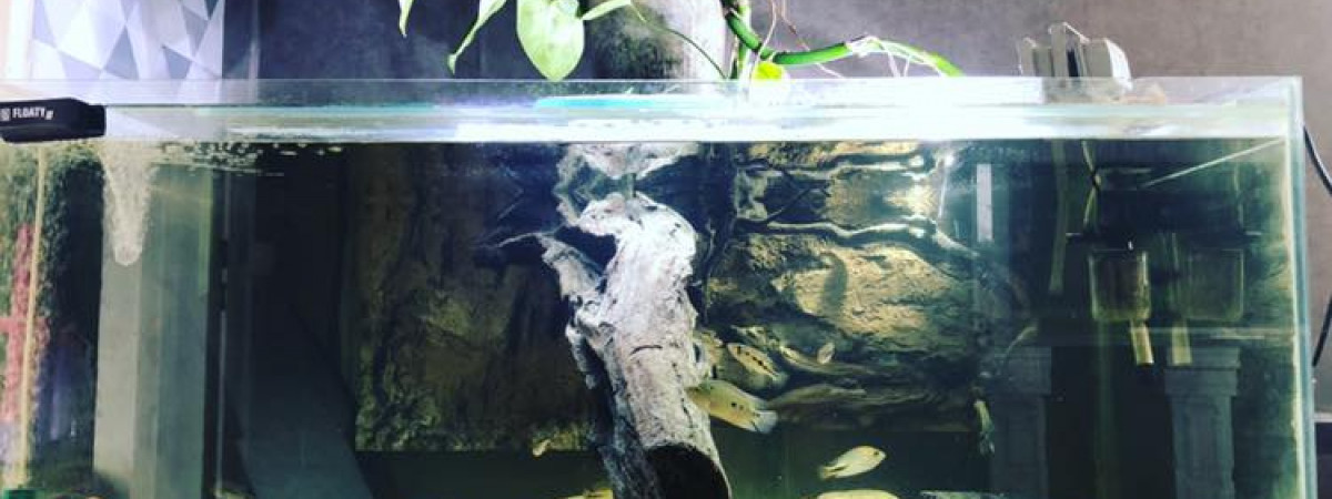 aquarium amc
