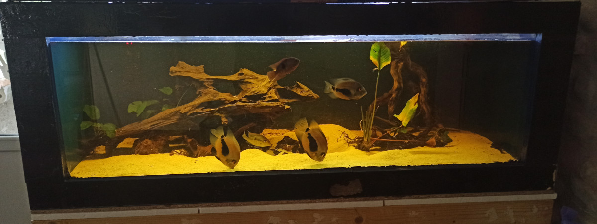 aquarium Amazonien