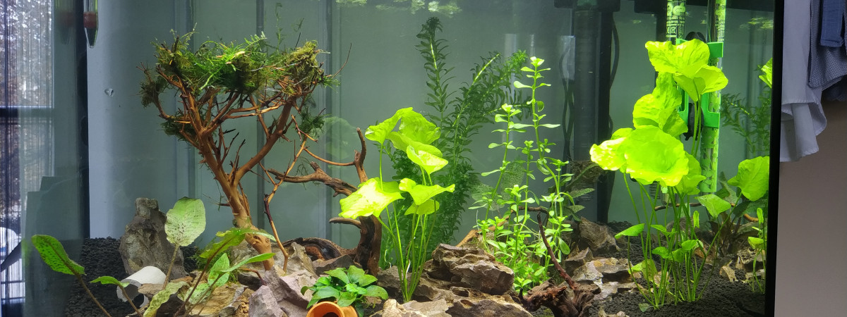 aquarium 80L Aphysemion australe doré et crevettes