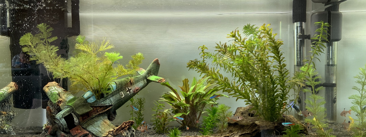 aquarium Maison