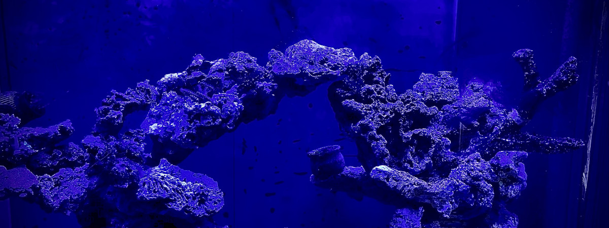 aquarium Recifal