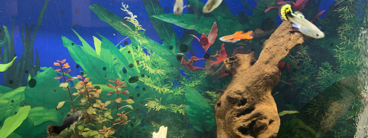 aquarium communautaire1